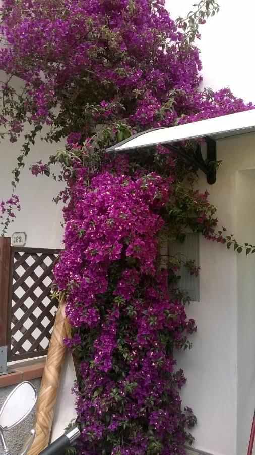 Rainbow House With Garden Villa Viareggio Dış mekan fotoğraf